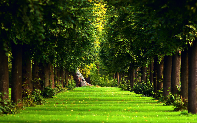 Long path trees grass bench free wallpaper for desktop - medium preview image