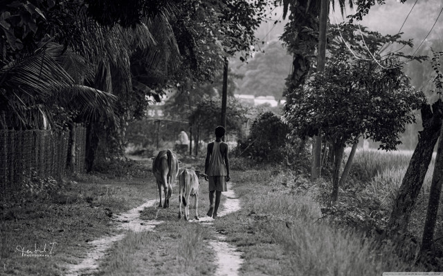 Man walking dogs dirt road free wallpaper for desktop - medium preview image