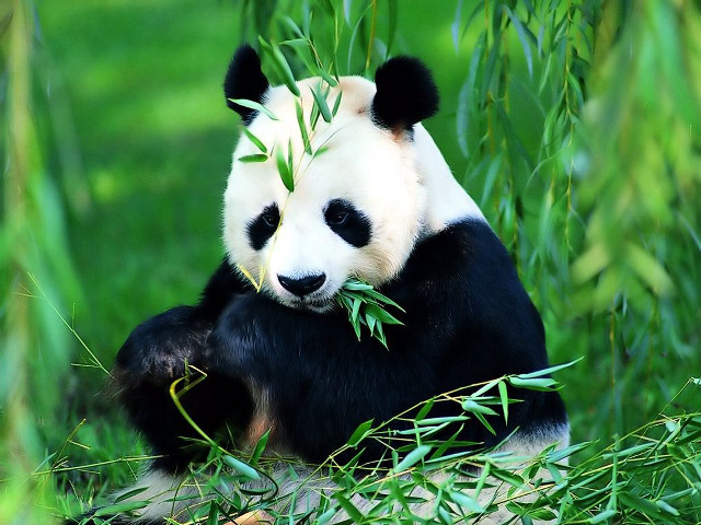 Panda eating bamboo field grass free wallpaper for desktop - medium preview image