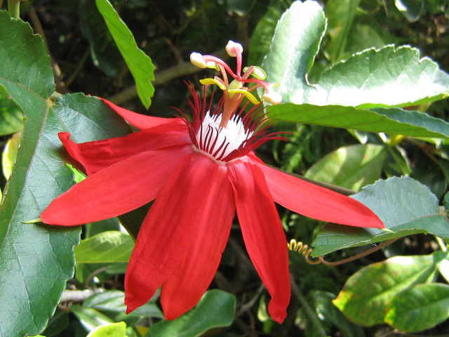 Red flower green leaves white #3 free wallpaper for desktop - medium preview image