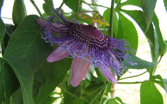 Purple flower green leaves white free wallpaper for desktop - medium preview image