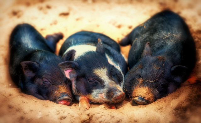 Three pigs sleeping hole together free wallpaper for desktop - medium preview image