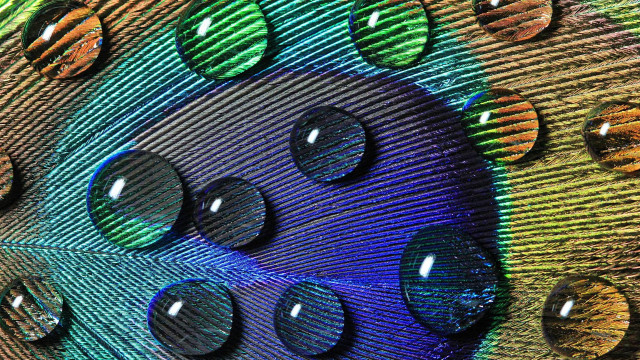 Peacock feathers water drops rainbow free wallpaper for desktop - medium preview image