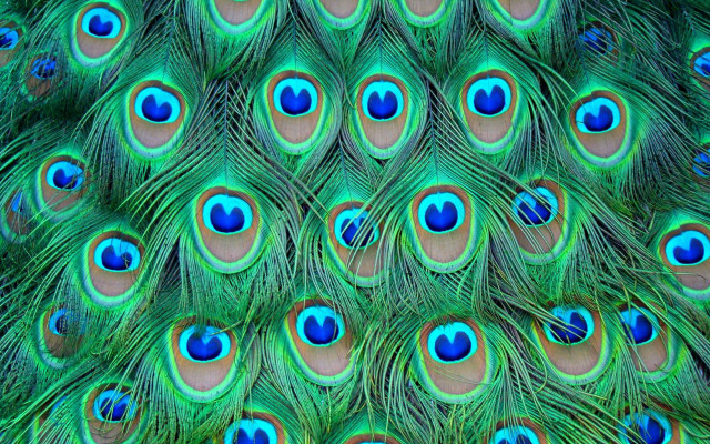 Peacock feathers blue eyes tail free wallpaper for desktop - medium preview image
