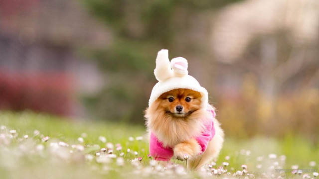 Small dog pink shirt bunny free wallpaper for desktop - medium preview image