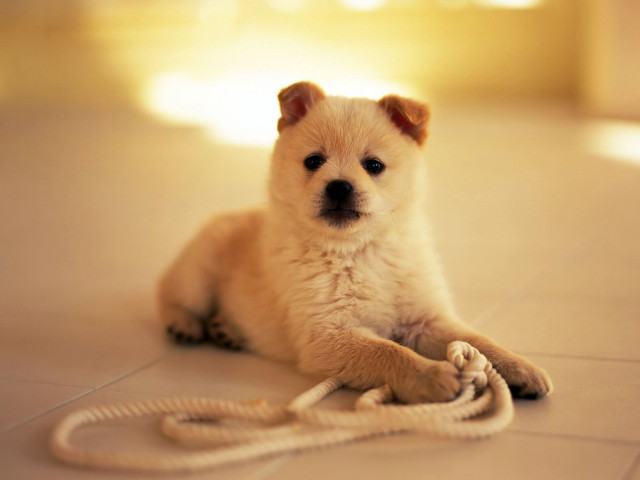 Small dog laying floor rope free wallpaper for desktop - medium preview image