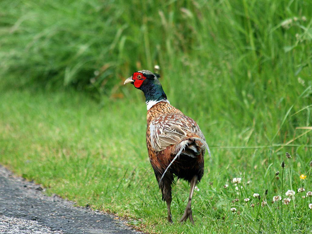 Bird road grass flowers nature free wallpaper for desktop - medium preview image