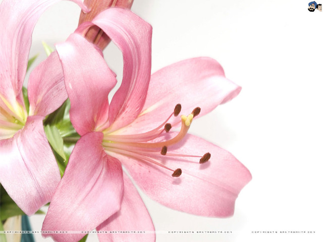 Pink flower white background blue #2 free wallpaper for desktop - medium preview image