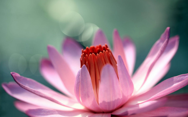 Pink flower red center blurry free wallpaper for desktop - medium preview image