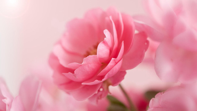 Pink flower closeup blurry background #16 free wallpaper for desktop - medium preview image