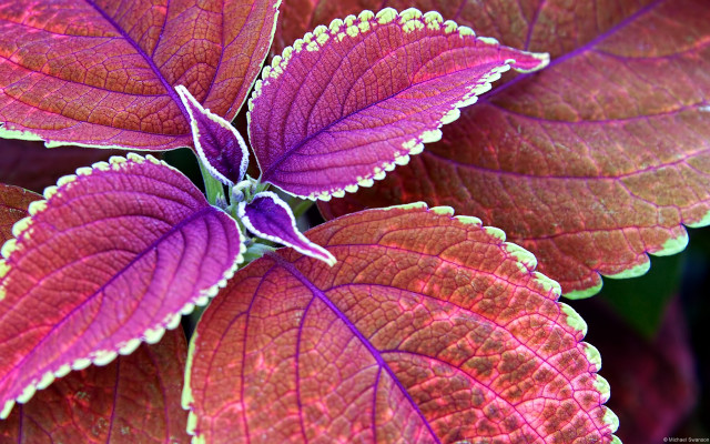 Purple green plant macro fauvism free wallpaper for desktop - medium preview image