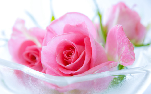 Pink rose glass bowl macro free wallpaper for desktop - medium preview image