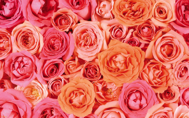 Pink orange flowers group pile free wallpaper for desktop - medium preview image
