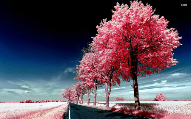 Road trees sky clouds blue free wallpaper for desktop - medium preview image