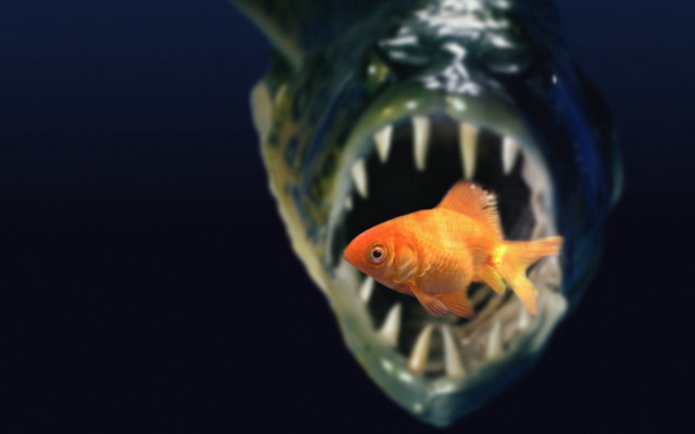 Goldfish mouth open teeth wide free wallpaper for desktop - medium preview image