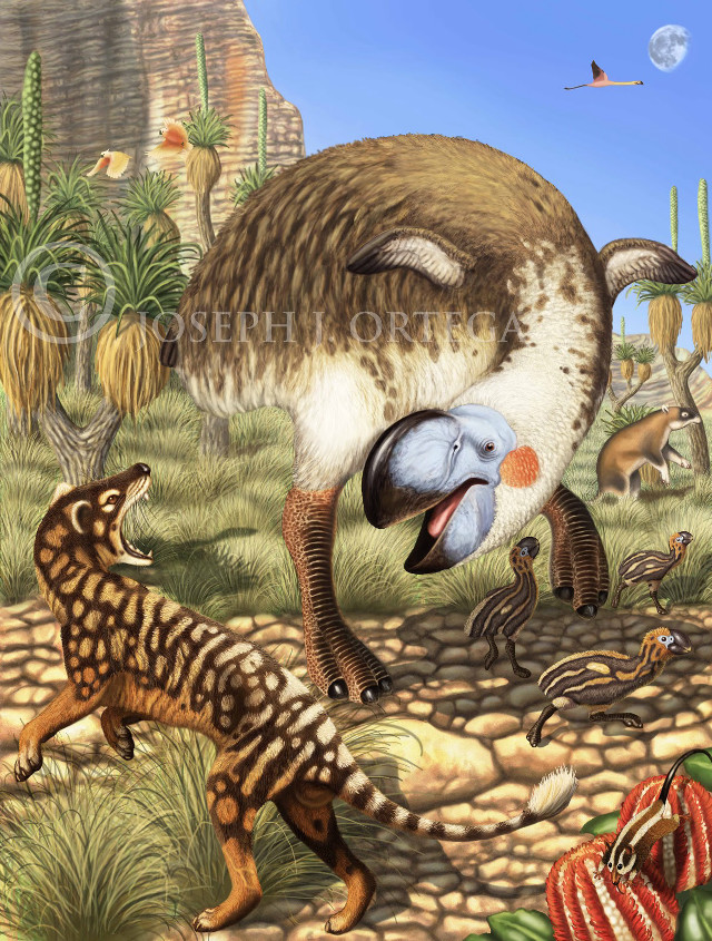 Bird desert animals cactus rocks free wallpaper for mobile - medium preview image