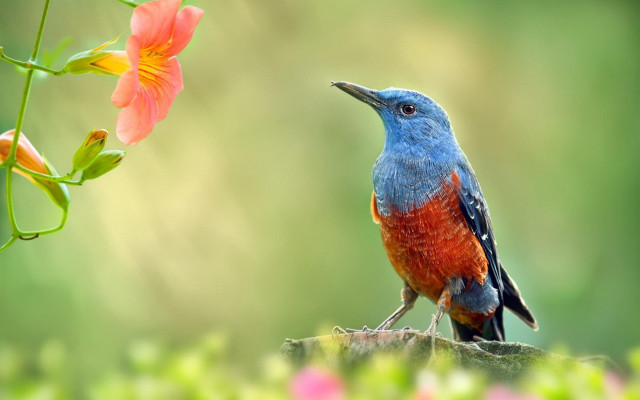 Colorful bird branch flowers blurry free wallpaper for desktop - medium preview image