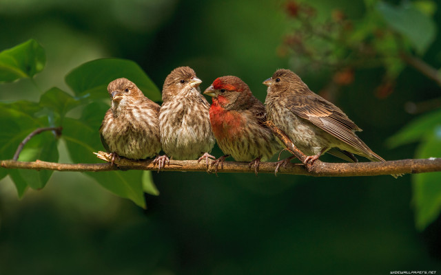Three birds branch leaves background free wallpaper for desktop - medium preview image
