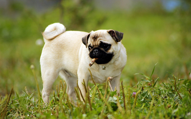 Small pug dog grass stick free wallpaper for desktop - medium preview image