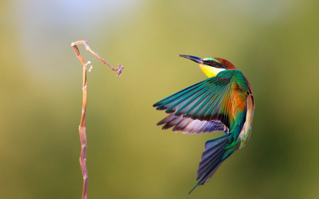 Colorful bird flying plant wings free wallpaper for desktop - medium preview image