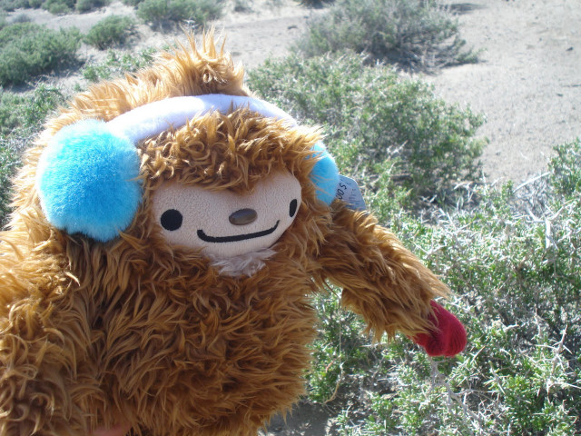 Stuffed animal blue ear tag free wallpaper for desktop - medium preview image