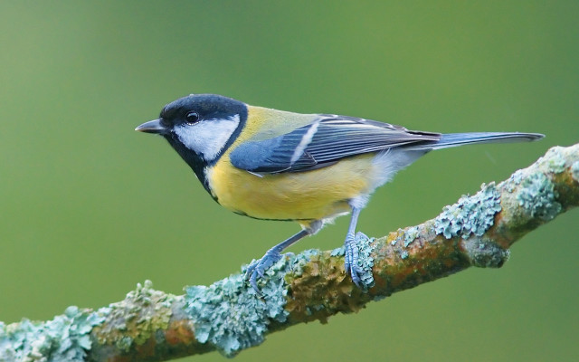 Small bird perched branch moss free wallpaper for desktop - medium preview image