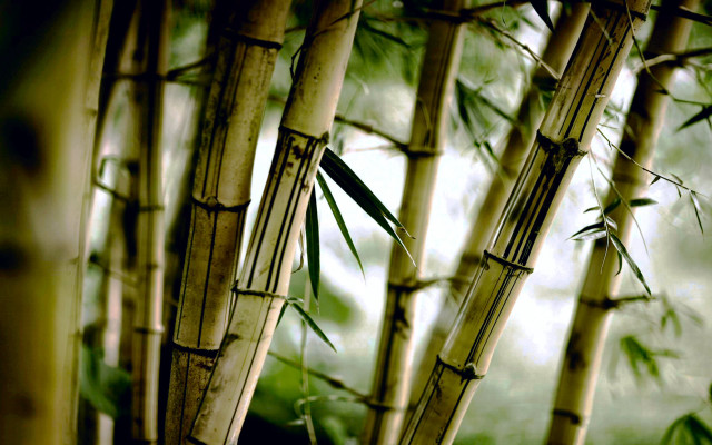 Bamboo tree green leaves blurry free wallpaper for desktop - medium preview image