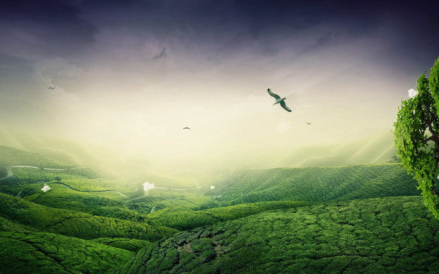 Bird hillscape clouds nature matte free wallpaper for desktop - medium preview image