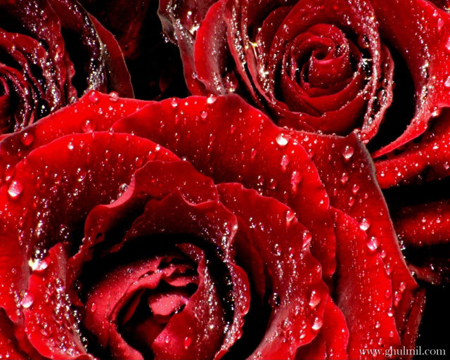 Red rose water droplets black #4 free wallpaper for desktop - medium preview image