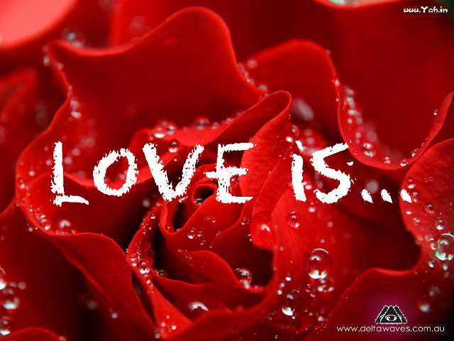 Red rose water droplets love free wallpaper for desktop - medium preview image