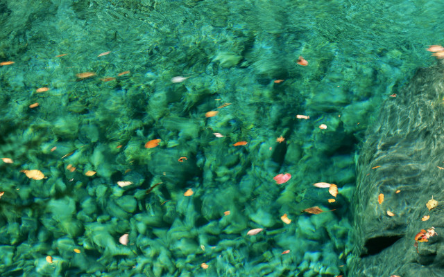 Elephant waterbird ecological art gursky free wallpaper for desktop - medium preview image