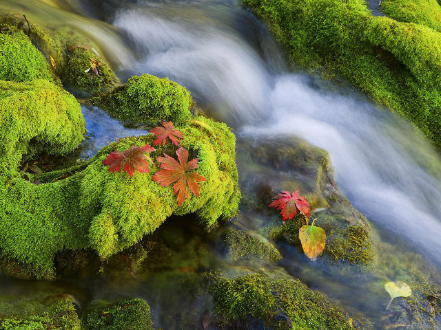 Stream lush forest leaves moss free wallpaper for desktop - medium preview image