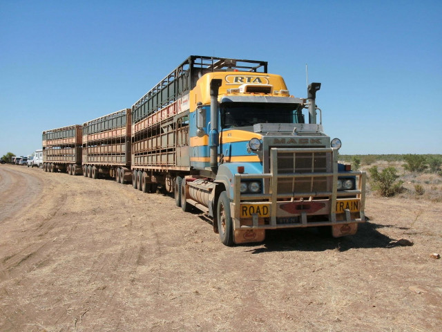 Large truck hauling cattle dirt free wallpaper for desktop - medium preview image