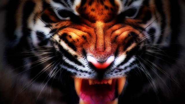 Tiger closeup mouth open teeth free wallpaper for desktop - medium preview image