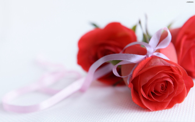 Three red roses pink ribbon #2 free wallpaper for desktop - medium preview image