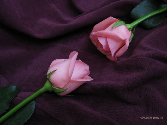 Two pink roses purple cloth free wallpaper for desktop - medium preview image