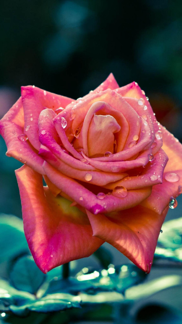 Pink rose water droplets petals free wallpaper for mobile - medium preview image