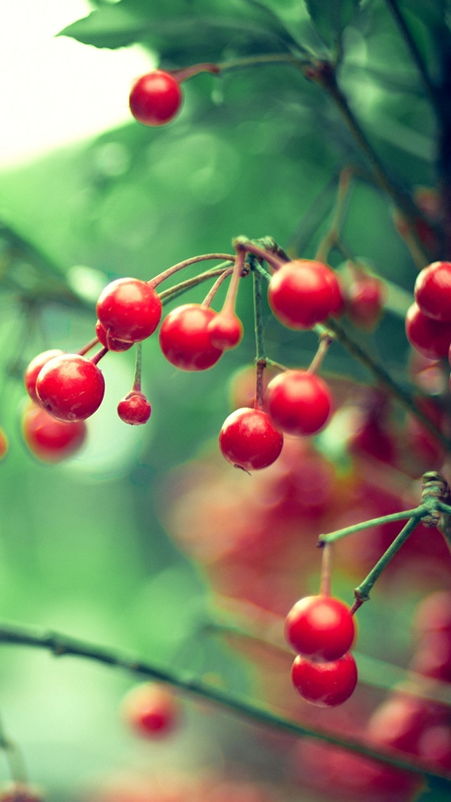 Red berries tree branch leaves free wallpaper for mobile - medium preview image