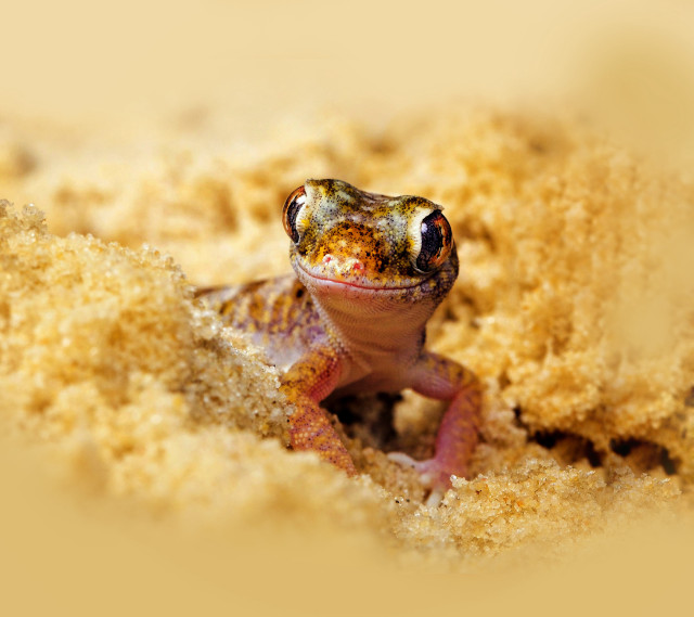 Small lizard desert macro autumn free wallpaper for tablet - medium preview image