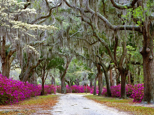 Purple flower dirt road forest free wallpaper for desktop - medium preview image
