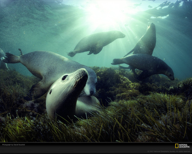 Sea lions swimming ocean sunlight free wallpaper for desktop - medium preview image