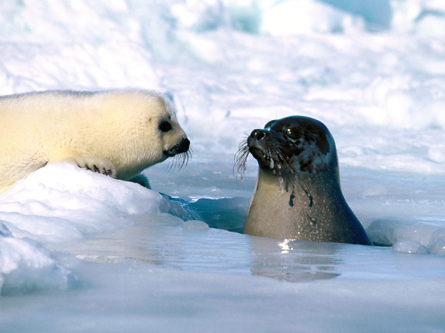 Seal and seal in the free wallpaper for desktop - medium preview image