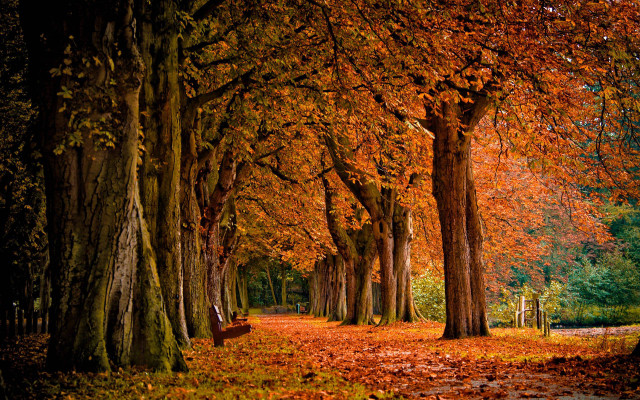 Tree lined path fallen leaves free wallpaper for desktop - medium preview image