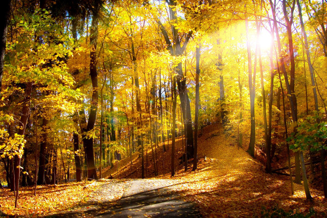 Path woods yellow leaves sun free wallpaper for desktop - medium preview image