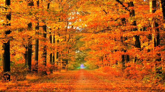 Road trees yellow leaves blue free wallpaper for desktop - medium preview image