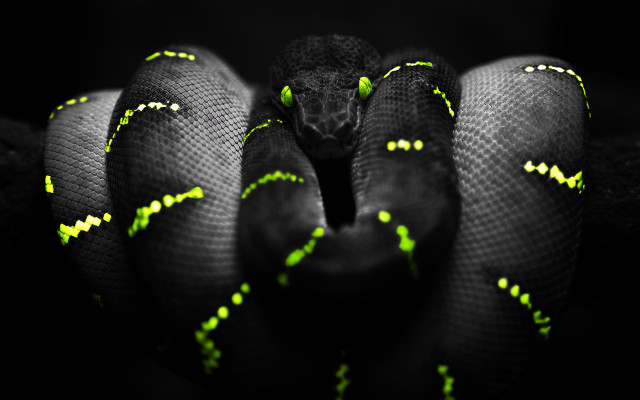 Black green snake yellow striped free wallpaper for desktop - medium preview image