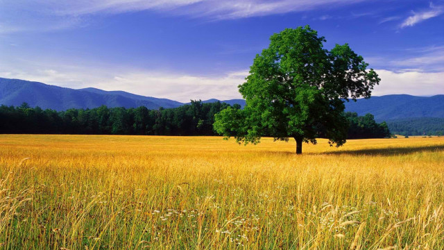 Lone tree tall grass mountains free wallpaper for desktop - medium preview image