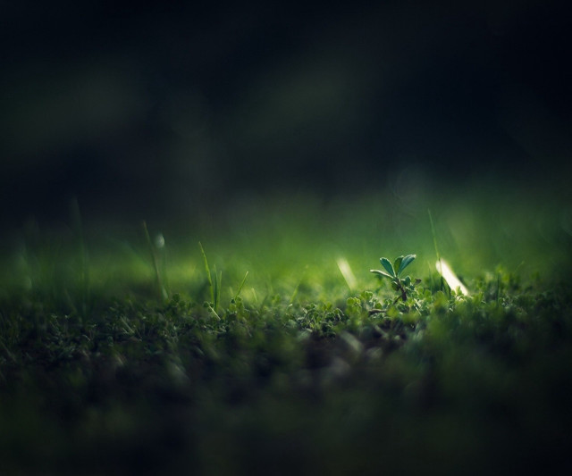 Small plant growing grass dark free wallpaper for desktop - medium preview image