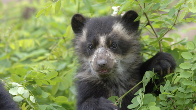 Black white animal bush green free wallpaper for desktop - medium preview image