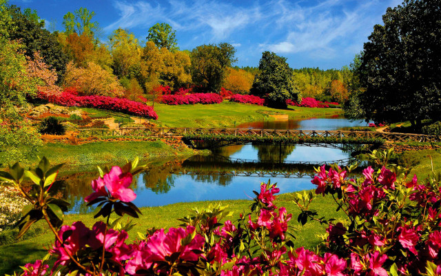 Pond flowers bridge blue sky free wallpaper for desktop - medium preview image